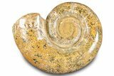 Jurassic Ammonite (Hemilytoceras) Fossil - Madagascar #283465-1